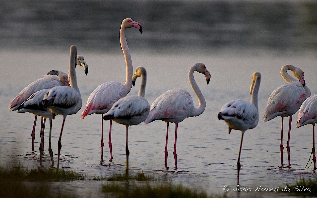 Aveiranski flamingosi
