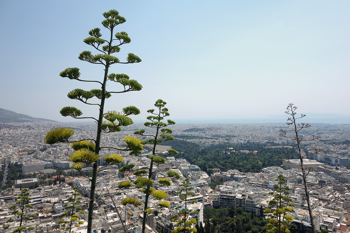 likavitos from the top