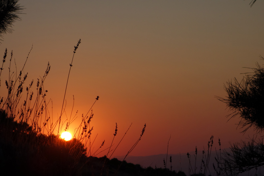 sierra-nevada-lavanda