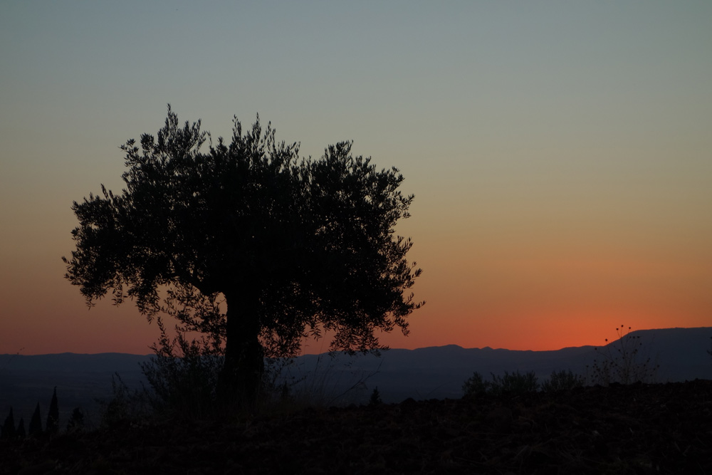 sierra-nevada-maslina