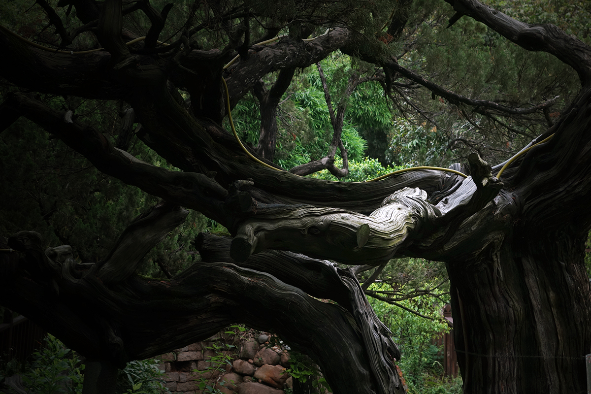 thousand year old tree cao an