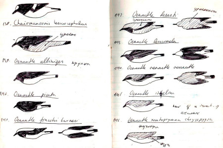 Afghan Lizards in a Jar