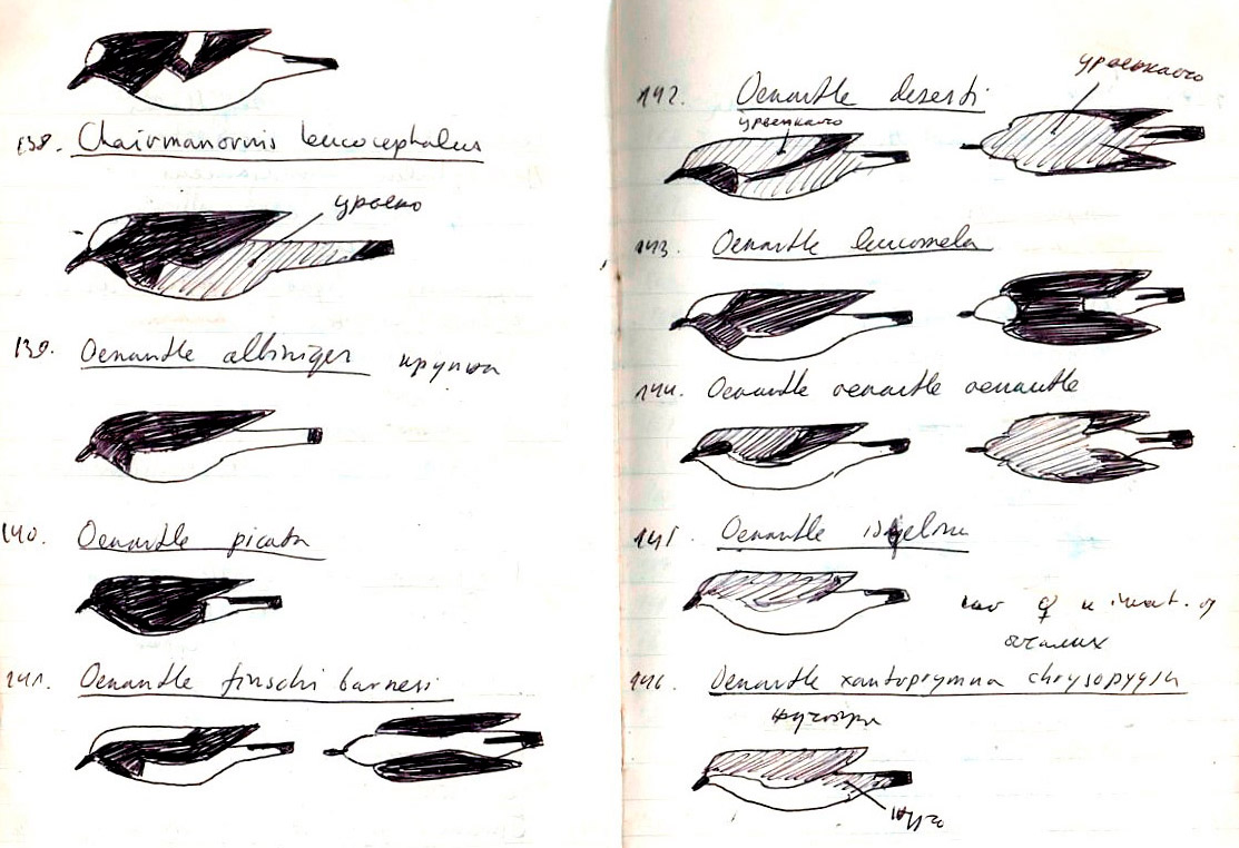 Afghan Lizards in a Jar