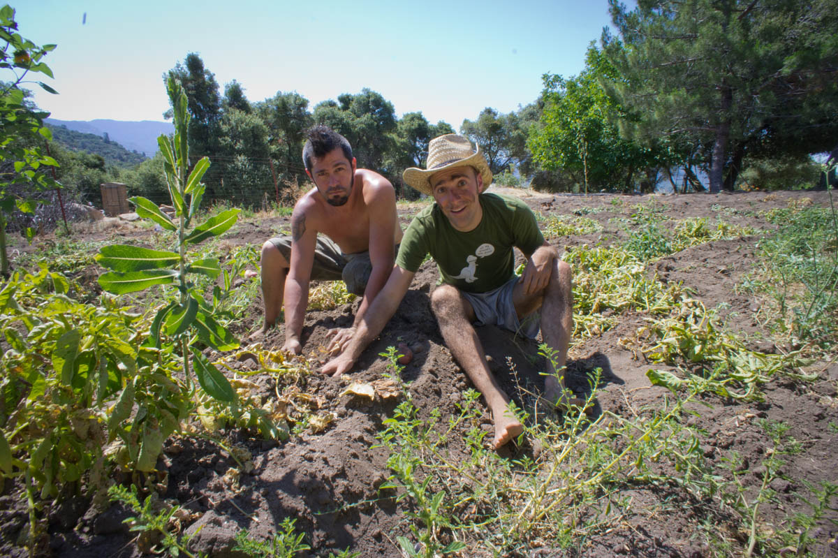 A short guide to volunteering on organic farms around the world